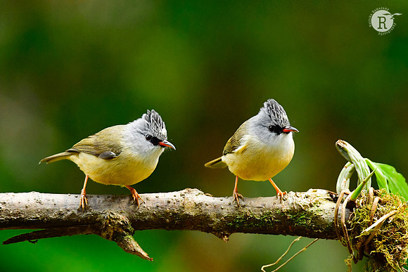 Black-chinned yuhina (Yuhina nigrimenta)_DSC0310