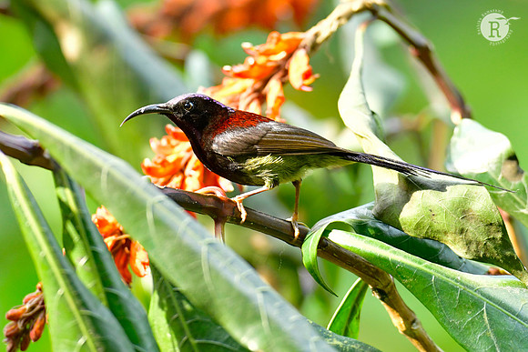 Black-throated sunbird (Aethopyga saturata) _DSC0225