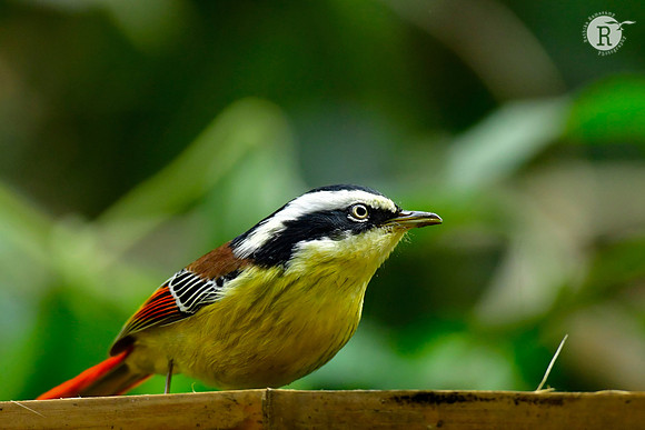 Red tailed Minla_DSC0256