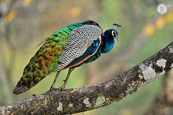 Peafowl_DSC1226