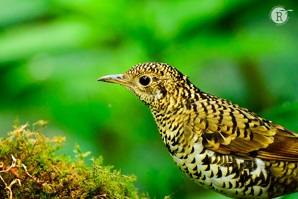 Scaly thrush (Zoothera dauma) _DSC0766