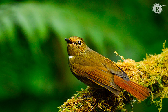 Rufous-bellied niltava (Niltava sundara)_DSC0722