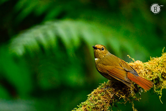 Web-Rufous-bellied niltava (Niltava sundara)_DSC0722