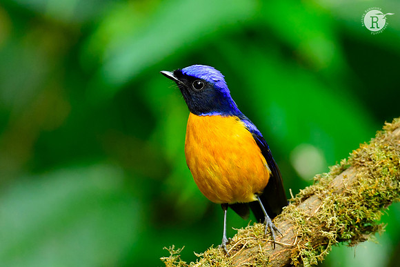 Rufous-bellied niltava (Niltava sundara)_DSC0852