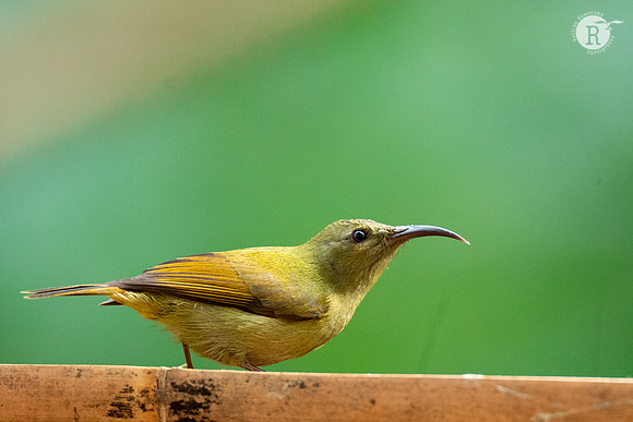 Black-throated sunbird (Aethopyga saturata) _DSC0246