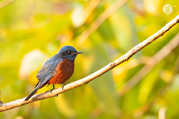 Chestnut-bellied rock thrush (Monticola rufiventris)_DSC0135
