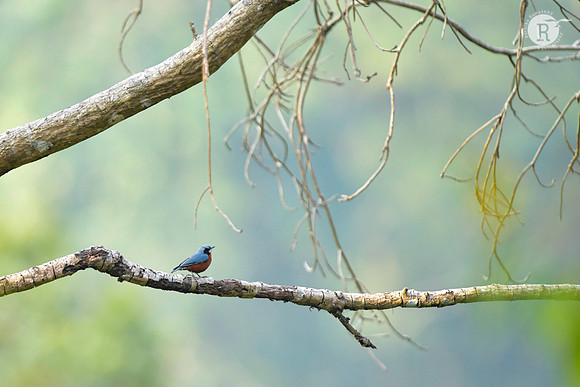 Chestnut-bellied nuthatch (Sitta cinnamoventris)_DSC2240