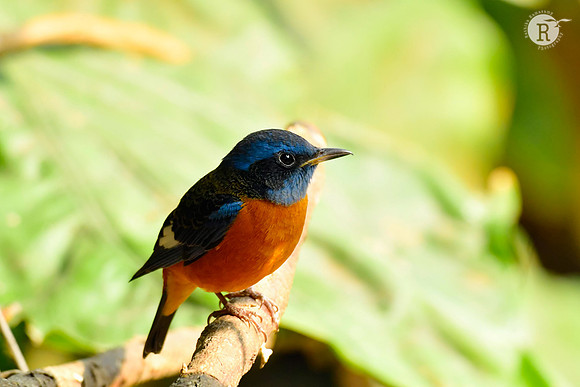 Blue-capped Rock-Thrush (Monticola cinclorhyncha)_DSC1815