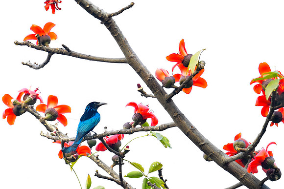 Bronzed drongo (Dicrurus aeneus)_DSC1323