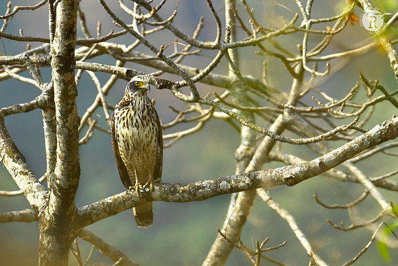 Crested serpent eagle_DSC1753