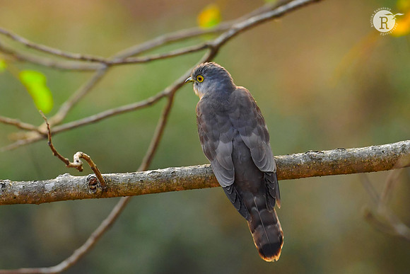 Common hawk-cuckoo (Hierococcyx varius)_DSC2074