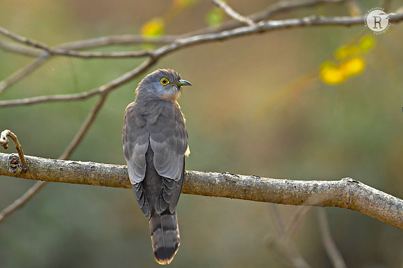 Common hawk-cuckoo (Hierococcyx varius)_DSC2067