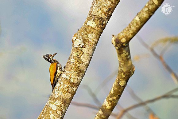 Greater flameback(Chrysocolaptes guttacristatus)_DSC2218