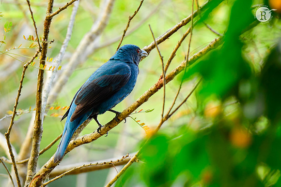 Fairy bluebird(genus Irena)_DSC1397