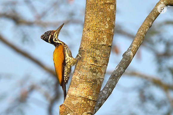 Greater flameback(Chrysocolaptes guttacristatus)_DSC2232