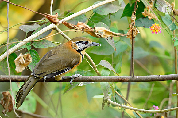 Greater necklaced laughingthrush(Pterorhinus pectoralis)_DSC1635