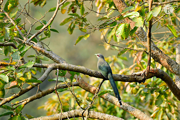 Green-billed malkoha(Phaenicophaeus tristis)_DSC2258