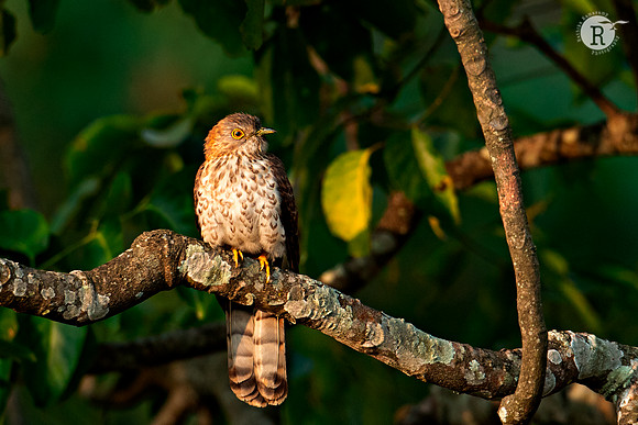 Common hawk-cuckoo (Hierococcyx varius)_DSC1495