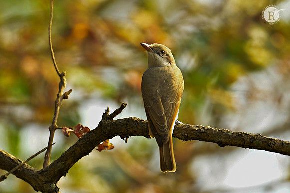 Large woodshrike (Tephrodornis virgatus)_DSC1950