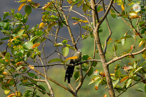 Green-billed malkoha(Phaenicophaeus tristis)_DSC2306