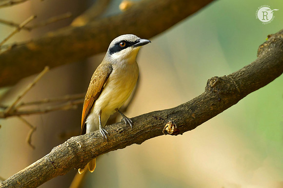 Large woodshrike (Tephrodornis virgatus)_DSC1852