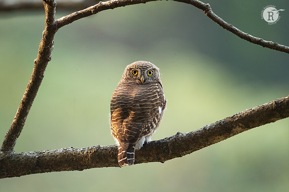 Asian barred owlet (Glaucidium cuculoides)_DSC1533