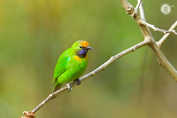 Orange-bellied Leafbird (Chloropsis hardwickii)_DSC1694
