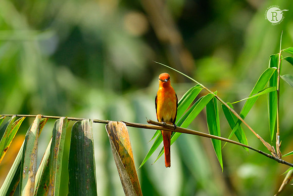 Minivet_DSC1798