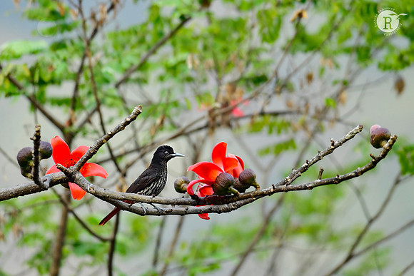 Maroon oriole (Oriolus traillii)_DSC1310