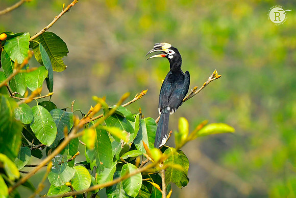 Oriental pied hornbill (Anthracoceros albirostris)_DSC2405
