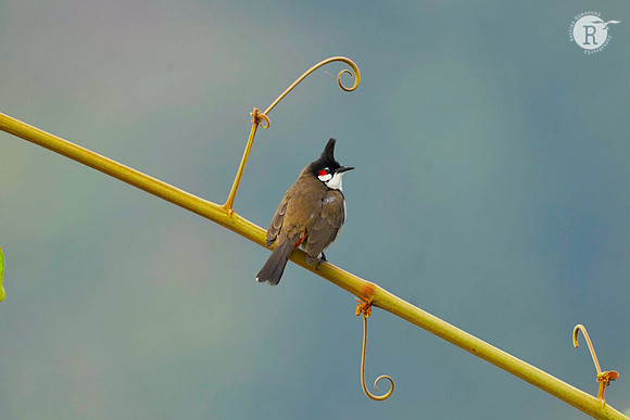 Red-whiskered bulbul (Pycnonotus jocosus)_DSC2020