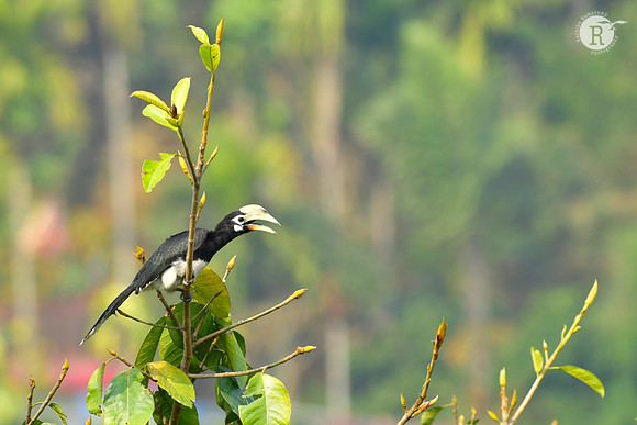 Oriental pied hornbill (Anthracoceros albirostris) _DSC2364