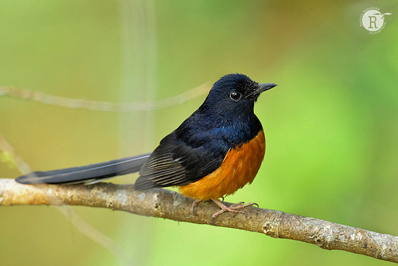 White-rumped shama (Copsychus malabaricus)_DSC1603