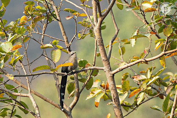 Green-billed malkoha(Phaenicophaeus tristis)_DSC2293