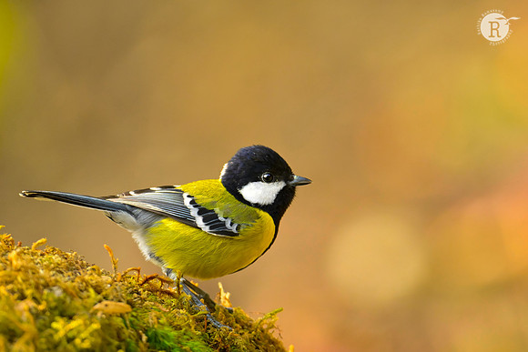 Green-backed tit (Parus monticolus)_RAD9963