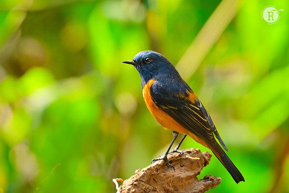 Blue-fronted redstart (Phoenicurus frontalis)_RAD9785