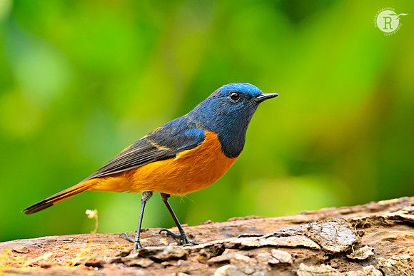 Blue-fronted redstart (Phoenicurus frontalis)_RAD9606