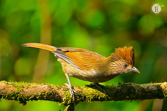 Striated laughingthrush (Grammatoptila striata)_RAD9516