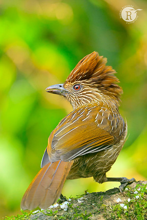 Striated laughingthrush (Grammatoptila striata)_RAD9532