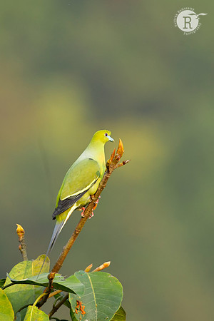 Pin-tailed pigeon (Treron apicauda)_DSC1442