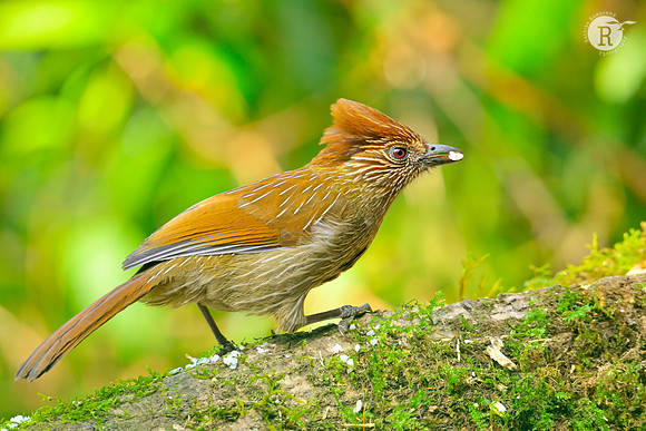 Striated laughingthrush (Grammatoptila striata)_RAD9528