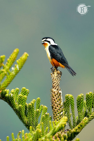 Collared falconet (Microhierax caerulescens)_DSC1120