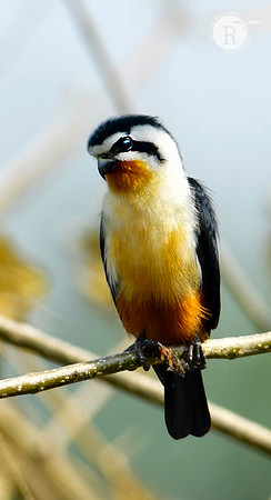 Collared falconet (Microhierax caerulescenps)_DSC0915