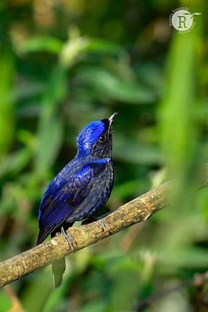 Great Niltava_DSC9268