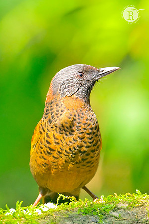 Chestnut-crowned laughingthrush (Trochalopteron erythrocephalum)_RAD9556