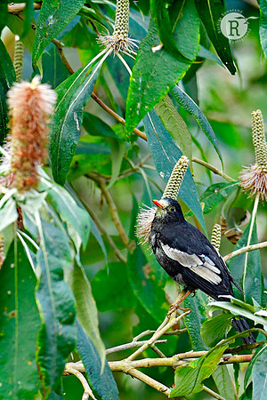 Grey-winged blackbird (Turdus boulboul)_DSC9197