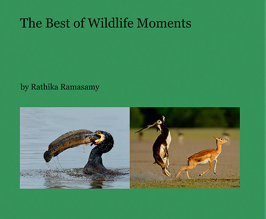 Wildlife moments
