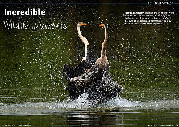 Incredible Wildlife Moments