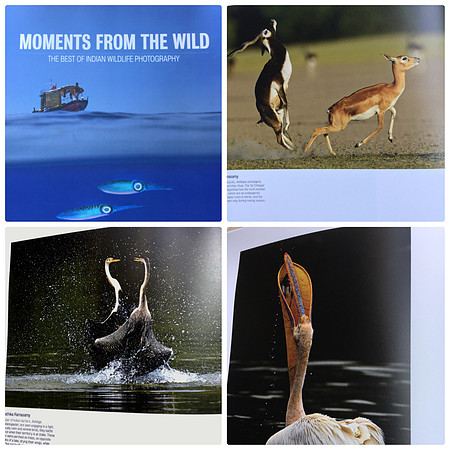 Moments From the wild