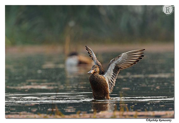Northern Shoveler (Anas clypeata)_DD32009